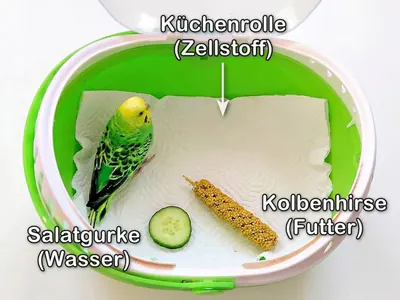 Transportbox für Tierarzt Ausstattung der Transportbox für den Tierarztbesuch