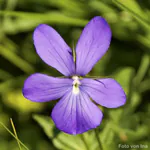 Wildes Hornveilchen Wildes Hornveilchen