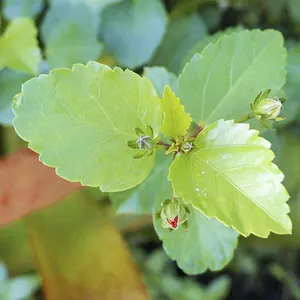 Blätter des Hibiskus