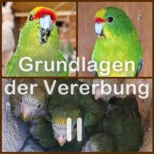 Gastbeitrag: Vererbung - Teil 2