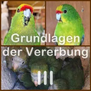 Gastbeitrag: Vererbung - Teil 3