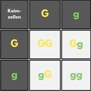 Kombinationsquadrat für Erbsen