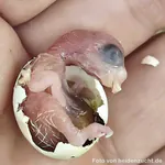 Probleme Schlüpfen Probleme beim Schlüpfen