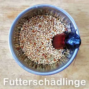 Futterschädlinge im Futter von Wellensittichen
