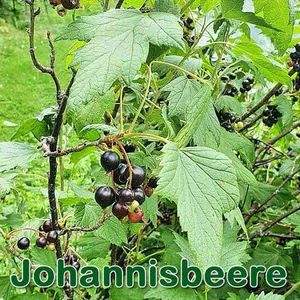 Sträucher: Schwarze Johannisbeere (Ribes nigrum) und Rote Johannisbeere (Ribes domesticum)