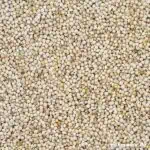 Silberhirse Silberhirse