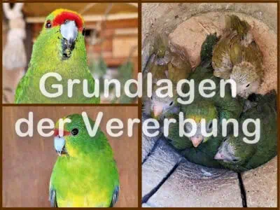 Grundlagen der Vererbung