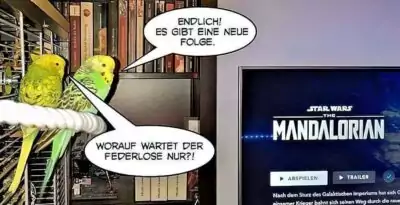 Stehen Wellensittiche auf Star Wars? Stehen Wellensittiche auf Star Wars?