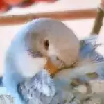 Bud Gie