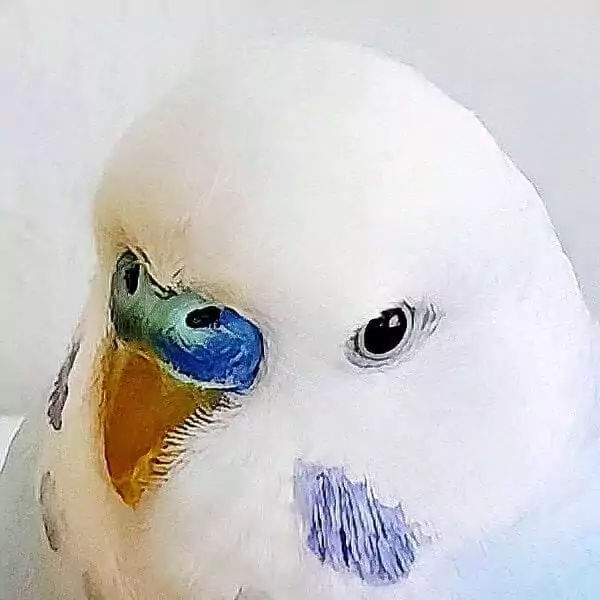 dunkelblau