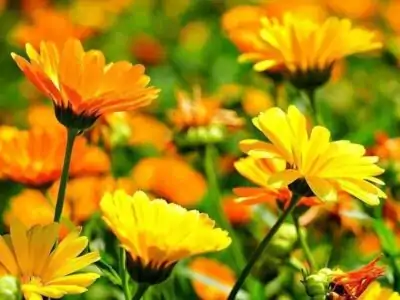Ringelblume