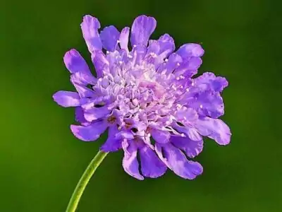 Witwenblume