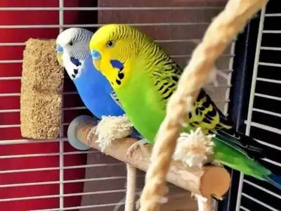 Elliot-und-Mio Wellensittichhaltung (Elliot und Mio auf Sitzstange)
