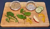 Richtige Ernährung Haltung von Wellensittichen