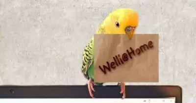 Meine Wellensittiche