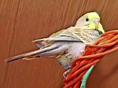 Krankheitszeichen bei Wellensittichen Krankheitszeichen bei Wellensittichen
