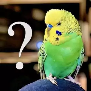 FAQ - Wellensittichhaltung