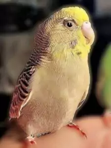 Darmparasiten Darmparasiten
