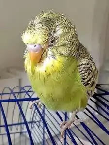 Kropfentzündung Kropfentzündung