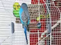 Quarantänekäfig mit Besuch Quarantänekäfig mit Besuch