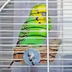 Quarantänekäfig mit Emil Quarantänekäfig mit Emil