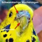 Räudemilben bzw. Grabmilben