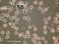 Trichomonaden Trichomonaden