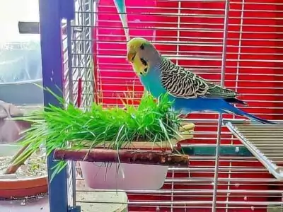 Vogelgrashalter Vogelgrashalter