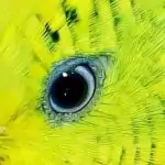 BirdLamp