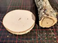 Birkenscheibe und Korkast