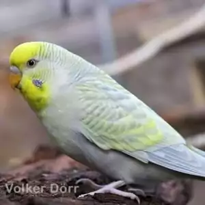 Falbe (Gelbgesicht) Falbe (Gelbgesicht)