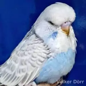 Grauflügel (Blaureihe)