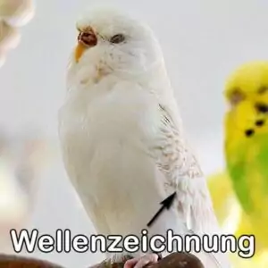 Lacewing (Blaureihe)