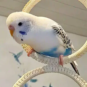 Rezessiver Schecke (Blaureihe)