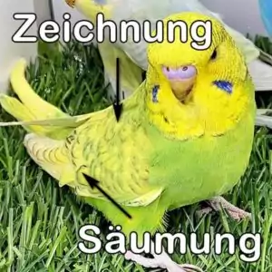 Spangle (Grünreihe) Spangle (Grünreihe)