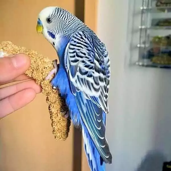 blaues Gefieder und weißer Kopf