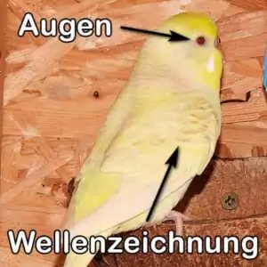 Lacewing (Grünreihe)