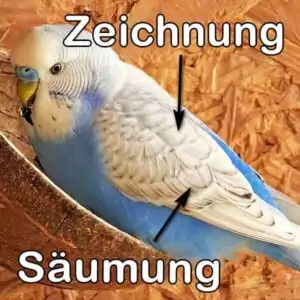 Spangle (Blaureihe) Spangle (Blaureihe)