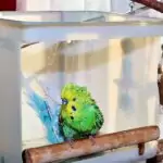 Emil und Kalle in der Vogeldusche