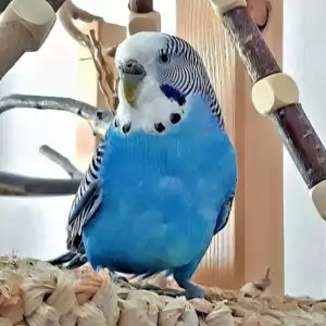 Tumor Tumor