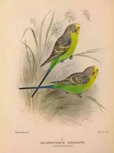 Melopsittacus undulatus