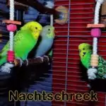 Night Fright bzw. Nachtschreck