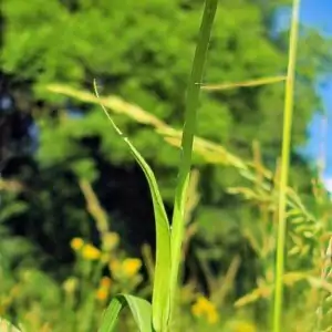 Blätter des Wiesen-Bocksbart