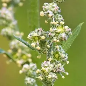 Blüten des Weißen Gänsefußes