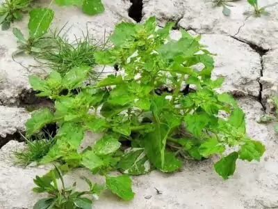 Garten-Melde