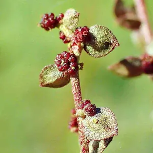 Blüten der Garten-Melde