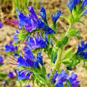 Blüten des Natternkopfes