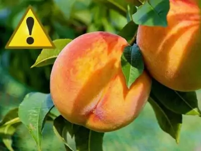 Obstbäume