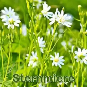 Große Sternmiere