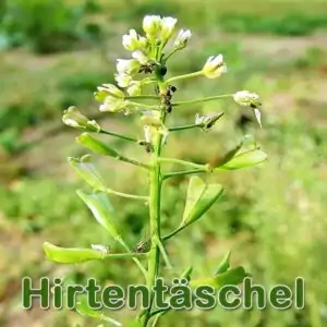 Hirtentäschel